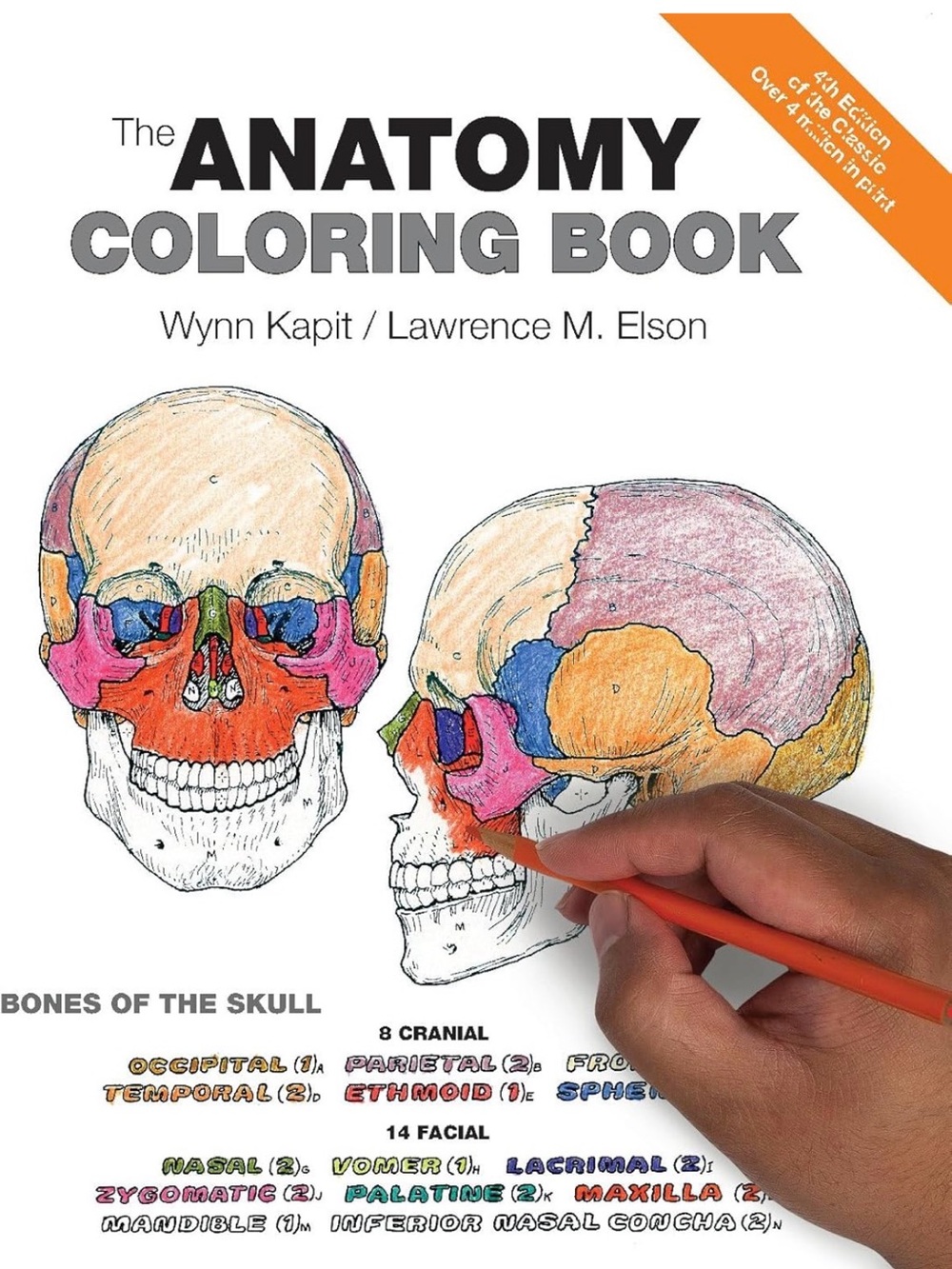 The Physiology Coloring Book - Educational Skull Anatomy Coloring (Multicolor)
